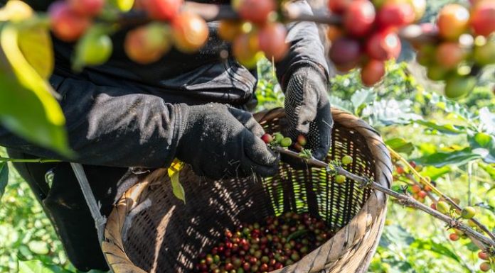 Cina: iniziata nello Yunnan la raccolta delle bacche di caffè (1)