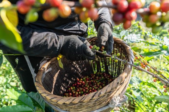 CHINA-YUNNAN-BAOSHAN-COFFEE-HARVEST (CN)