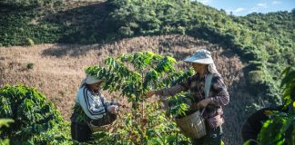 Cina: iniziata nello Yunnan la raccolta delle bacche di caffè (2)