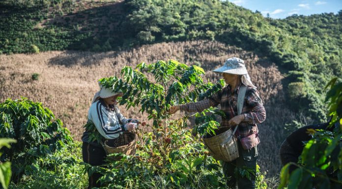 Cina: iniziata nello Yunnan la raccolta delle bacche di caffè (2)