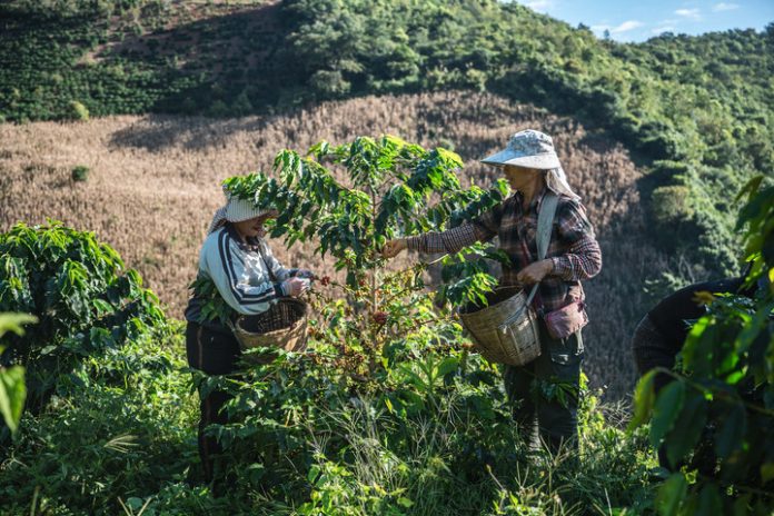 CHINA-YUNNAN-BAOSHAN-COFFEE-HARVEST (CN)