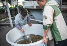 Cina: iniziata nello Yunnan la raccolta delle bacche di caffè (3)