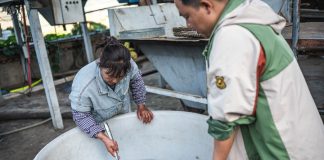Cina: iniziata nello Yunnan la raccolta delle bacche di caffè (3)