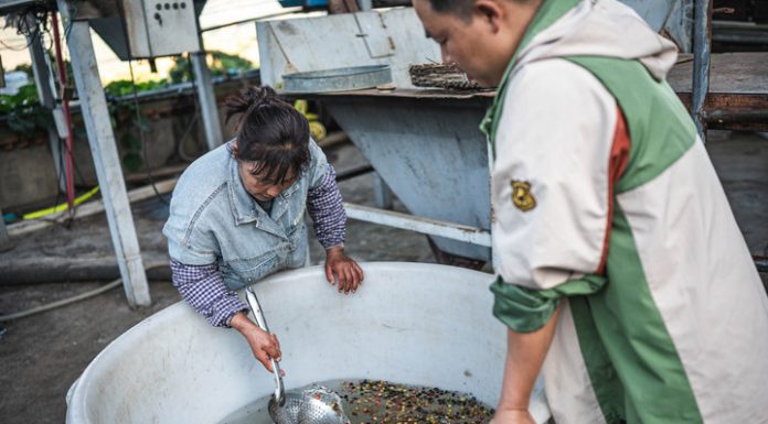 Cina: iniziata nello Yunnan la raccolta delle bacche di caffè (3)