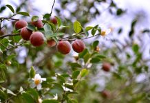 Cina: inizia la stagione del raccolto dei frutti della camelia oleifera (3)