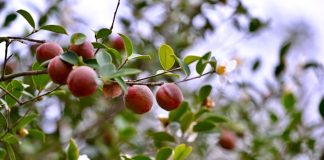 Cina: inizia la stagione del raccolto dei frutti della camelia oleifera (3)