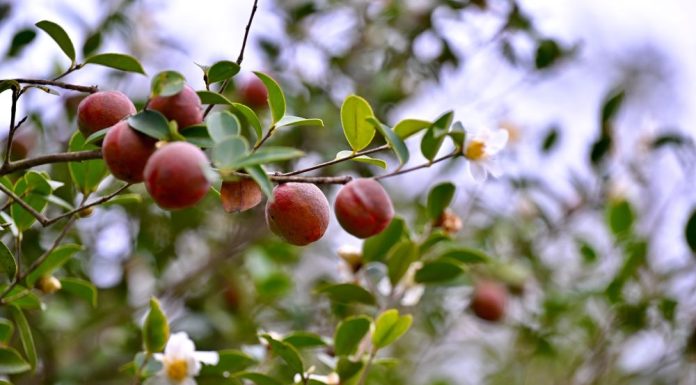 Cina: inizia la stagione del raccolto dei frutti della camelia oleifera (3)