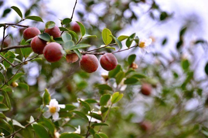 (FujianPano) CHINA-FUJIAN-FUZHOU-OIL-TEA CAMELLIA-FRUITS-HARVEST (CN)