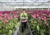 Cina: industria floricola a Yinchuan cresce con parchi agricoli high-tech dimostrativi (1)