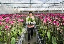 Cina: industria floricola a Yinchuan cresce con parchi agricoli high-tech dimostrativi (1)
