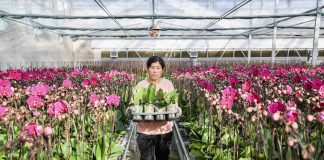 Cina: industria floricola a Yinchuan cresce con parchi agricoli high-tech dimostrativi (1)