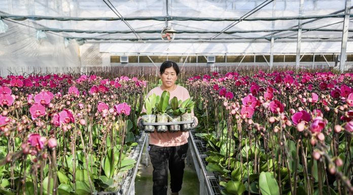 Cina: industria floricola a Yinchuan cresce con parchi agricoli high-tech dimostrativi (1)