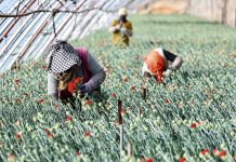 Cina: industria floricola a Yinchuan cresce con parchi agricoli high-tech dimostrativi (2)
