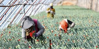 Cina: industria floricola a Yinchuan cresce con parchi agricoli high-tech dimostrativi (2)
