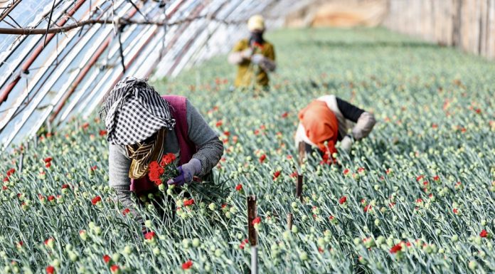 Cina: industria floricola a Yinchuan cresce con parchi agricoli high-tech dimostrativi (2)