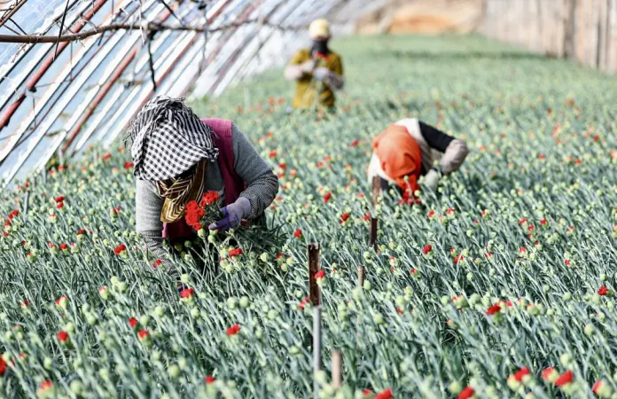 (VistaNingxia) CHINA-NINGXIA-YINCHUAN-FLORICULTURE INDUSTRY (CN)