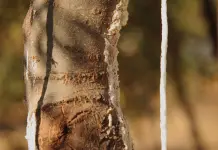 Fiasconaro porta la manna delle Madonie nei Giardini Vaticani per la Giornata dell’Albero