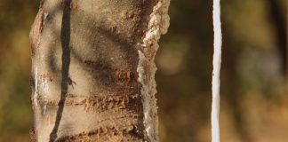 Fiasconaro porta la manna delle Madonie nei Giardini Vaticani per la Giornata dell’Albero
