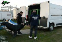 Scoperto a Verona un leone marino all’interno di strutture fatiscenti, trasferito allo zoo di Napoli