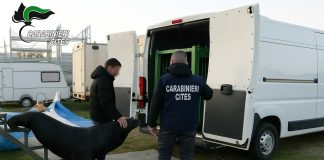 Scoperto a Verona un leone marino all’interno di strutture fatiscenti, trasferito allo zoo di Napoli
