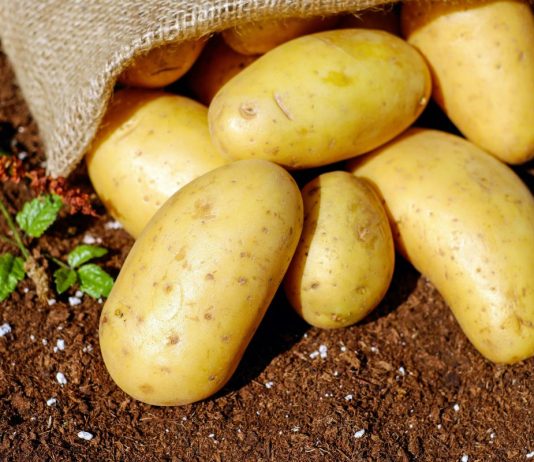 Regione Lazio e Arsial riavviano l’iter per il riconoscimento IGP della Patata di Leonessa