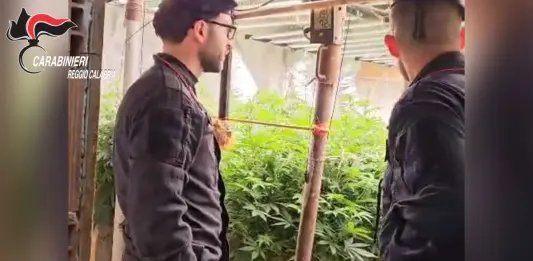 Scoperto un bunker con piantagione “indoor” di marijuana nel Reggino, due denunciati