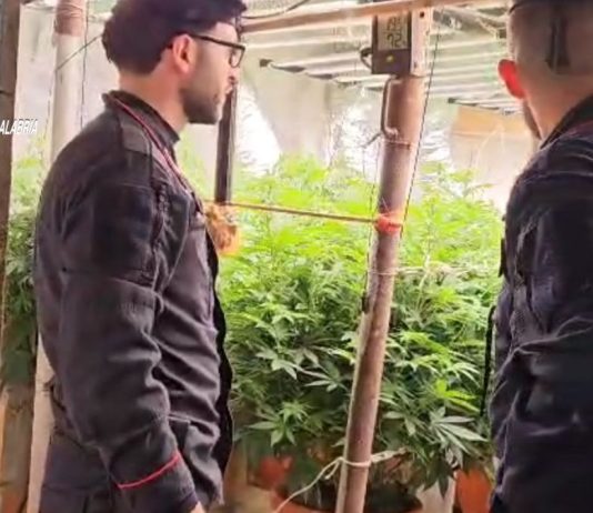 Scoperto un bunker con piantagione “indoor” di marijuana nel Reggino, due denunciati