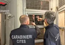 Teneva in casa uno scimpanzé a rischio d’estinzione, un uomo denunciato nel Siracusano