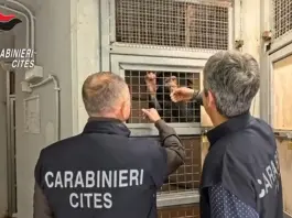 Teneva in casa uno scimpanzé a rischio d’estinzione, un uomo denunciato nel Siracusano / Video