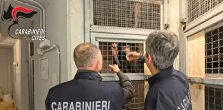 Teneva in casa uno scimpanzé a rischio d’estinzione, un uomo denunciato nel Siracusano / Video