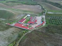 Macellazione clandestina di cavalli, un arresto e 5 denunce nel Crotonese