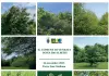 Il Comune dona 1.100 alberi ai cittadini sabato 15 e domenica 16 novembre