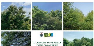 Il Comune dona 1.100 alberi ai cittadini sabato 15 e domenica 16 novembre