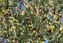 Visite in frantoio e itinerari tra gli uliveti, l’oleoturismo piace al 64% degli italiani