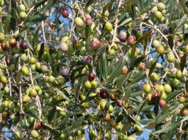 Visite in frantoio e itinerari tra gli uliveti, l’oleoturismo piace al 64% degli italiani