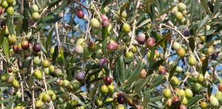 Visite in frantoio e itinerari tra gli uliveti, l’oleoturismo piace al 64% degli italiani