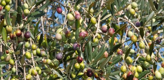 Visite in frantoio e itinerari tra gli uliveti, l’oleoturismo piace al 64% degli italiani