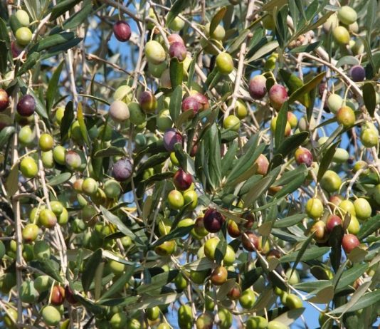 Visite in frantoio e itinerari tra gli uliveti, l’oleoturismo piace al 64% degli italiani