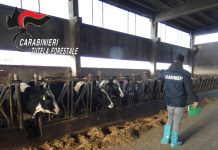 Sequestrati bovini maltrattati in un’azienda agricola in provincia di Udine