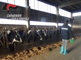 Sequestrati bovini maltrattati in un’azienda agricola in provincia di Udine