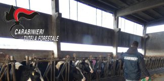 Sequestrati bovini maltrattati in un’azienda agricola in provincia di Udine