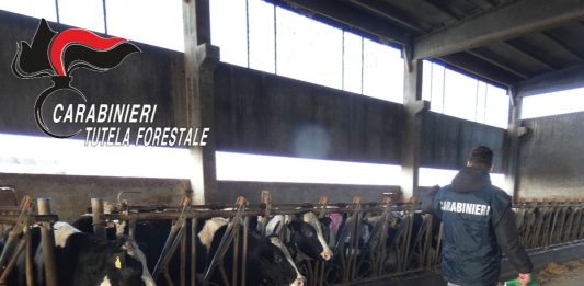 Sequestrati bovini maltrattati in un’azienda agricola in provincia di Udine