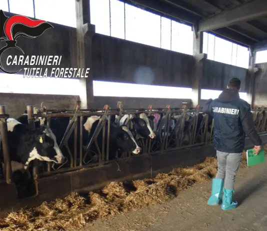 Sequestrati bovini maltrattati in un’azienda agricola in provincia di Udine