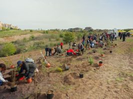 Tim pianta 400 nuovi alberi a Roma per migliorare l’ambiente urbano