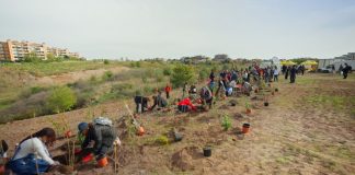 Tim pianta 400 nuovi alberi a Roma per migliorare l’ambiente urbano