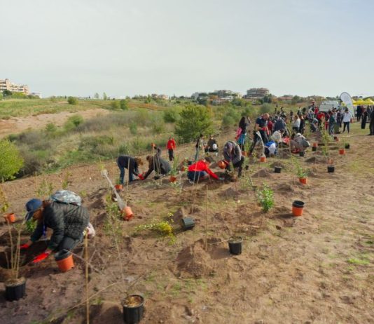 Tim pianta 400 nuovi alberi a Roma per migliorare l’ambiente urbano
