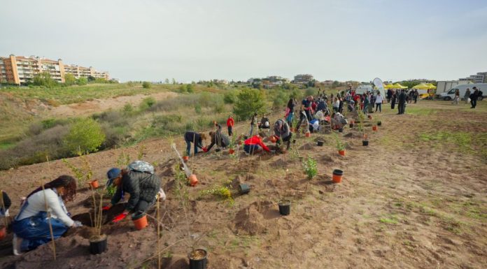 Tim pianta 400 nuovi alberi a Roma per migliorare l’ambiente urbano