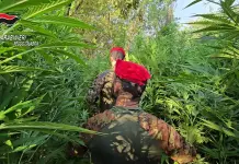 Maxi coltivazione di marijuana nelle campagne del Reggino, un arresto
