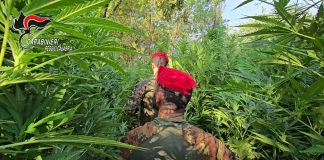 Maxi coltivazione di marijuana nelle campagne del Reggino, un arresto