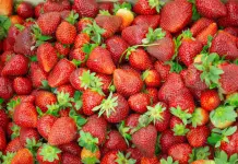 La “Fragola della Basilicata” ottiene il marchio Igp